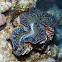Red Sea Giant clam