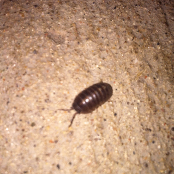 Rollie pollie Project Noah