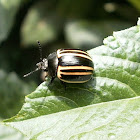 Leaf Beetle.