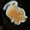 Meiorganum fungus