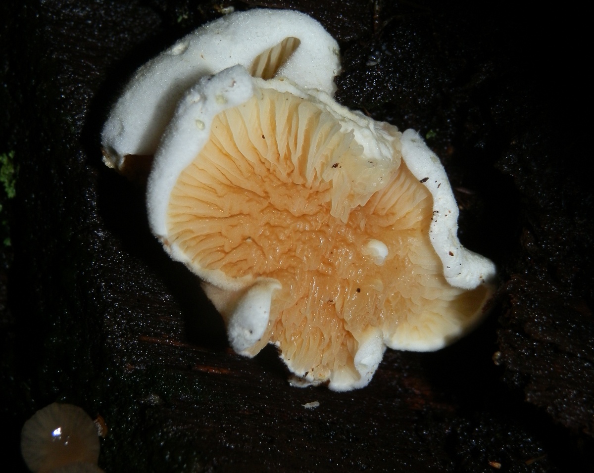 Meiorganum fungus