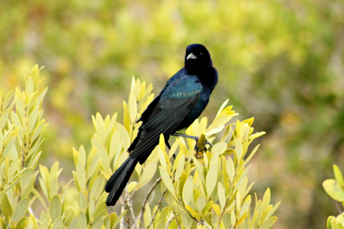 Boat-tailed Grackle (male)