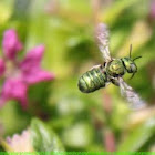 Smal_Carpenter Bee