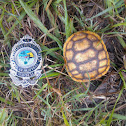 Gopher Tortise