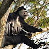 Eastern Black-and-white Colobus