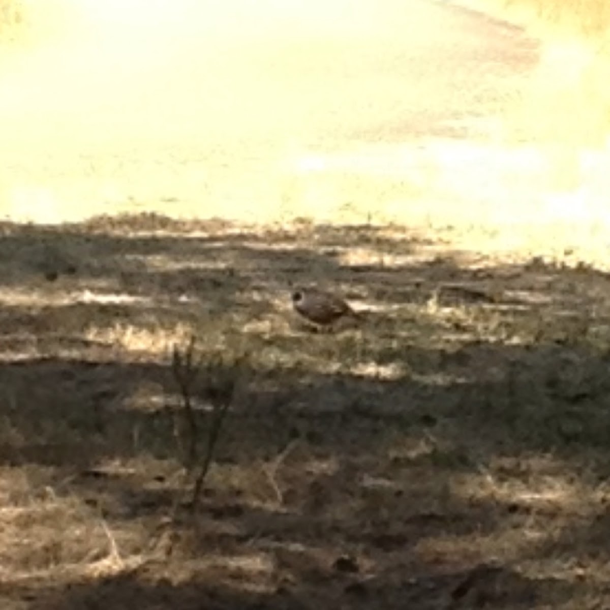 California quail