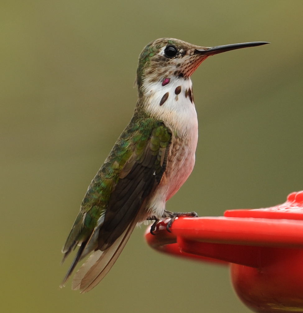 ruby-throated hummingbird (juvenile male)