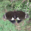 Orchard Swallowtail