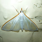 Crambid Moth