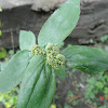 Asthma plant or Hairy spurge