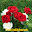 Doa Istikharah Download on Windows