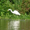 Garza blanca. Great Egret
