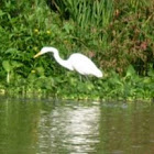 Garza blanca. Great Egret