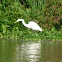 Garza blanca. Great Egret