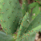 Paddle Cactus