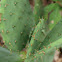 Paddle Cactus