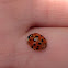 Multicolored Asian Lady Beetle