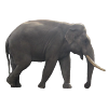 Elephant Sticker