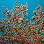 Soft Tree Corals