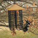 downy woodpecker (female)