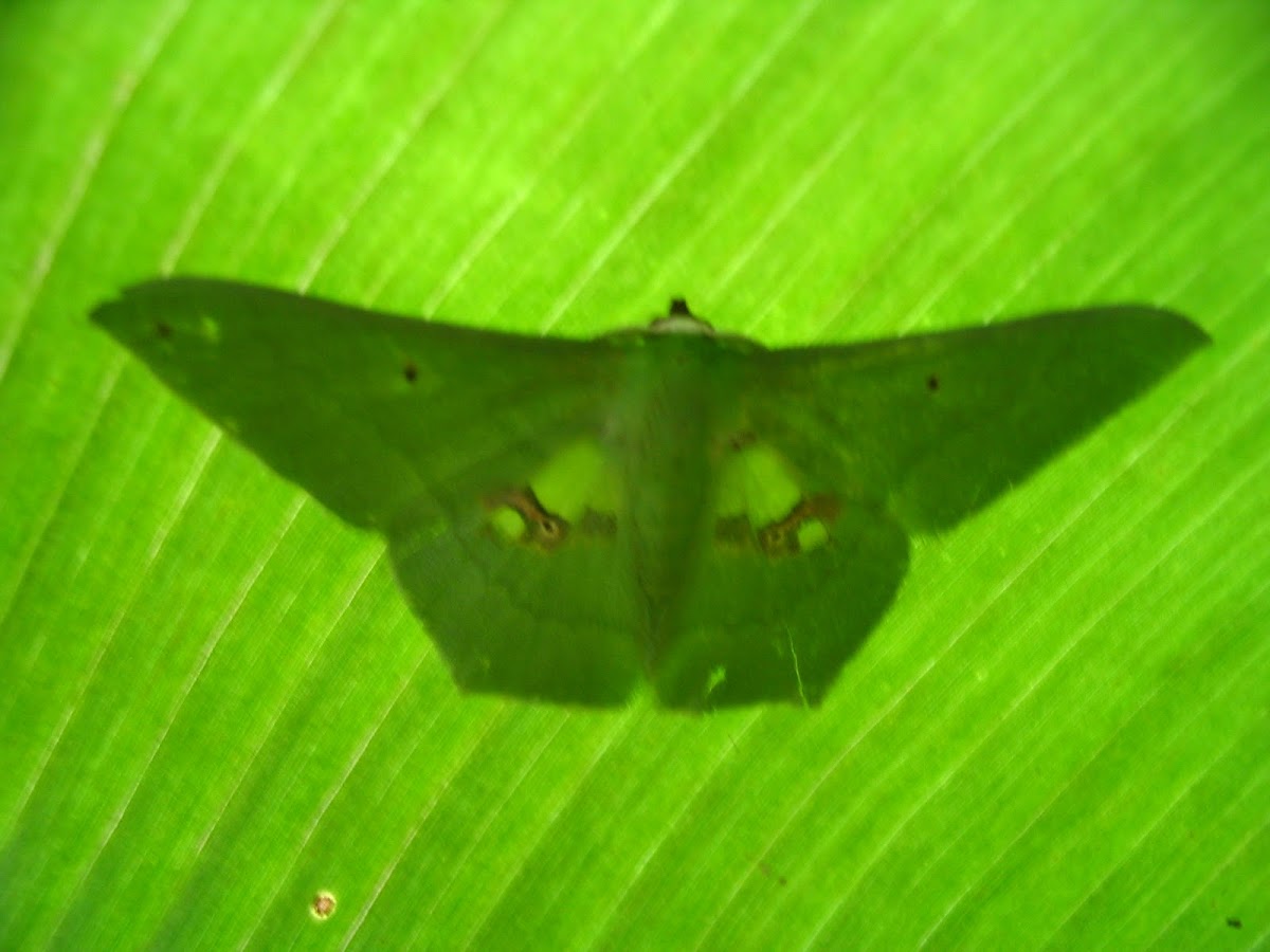 moth (Geometridae)