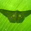 moth (Geometridae)