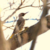 yellow shafted flicker