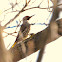 yellow shafted flicker