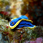 Nudibranch