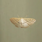 Geometrid Moth