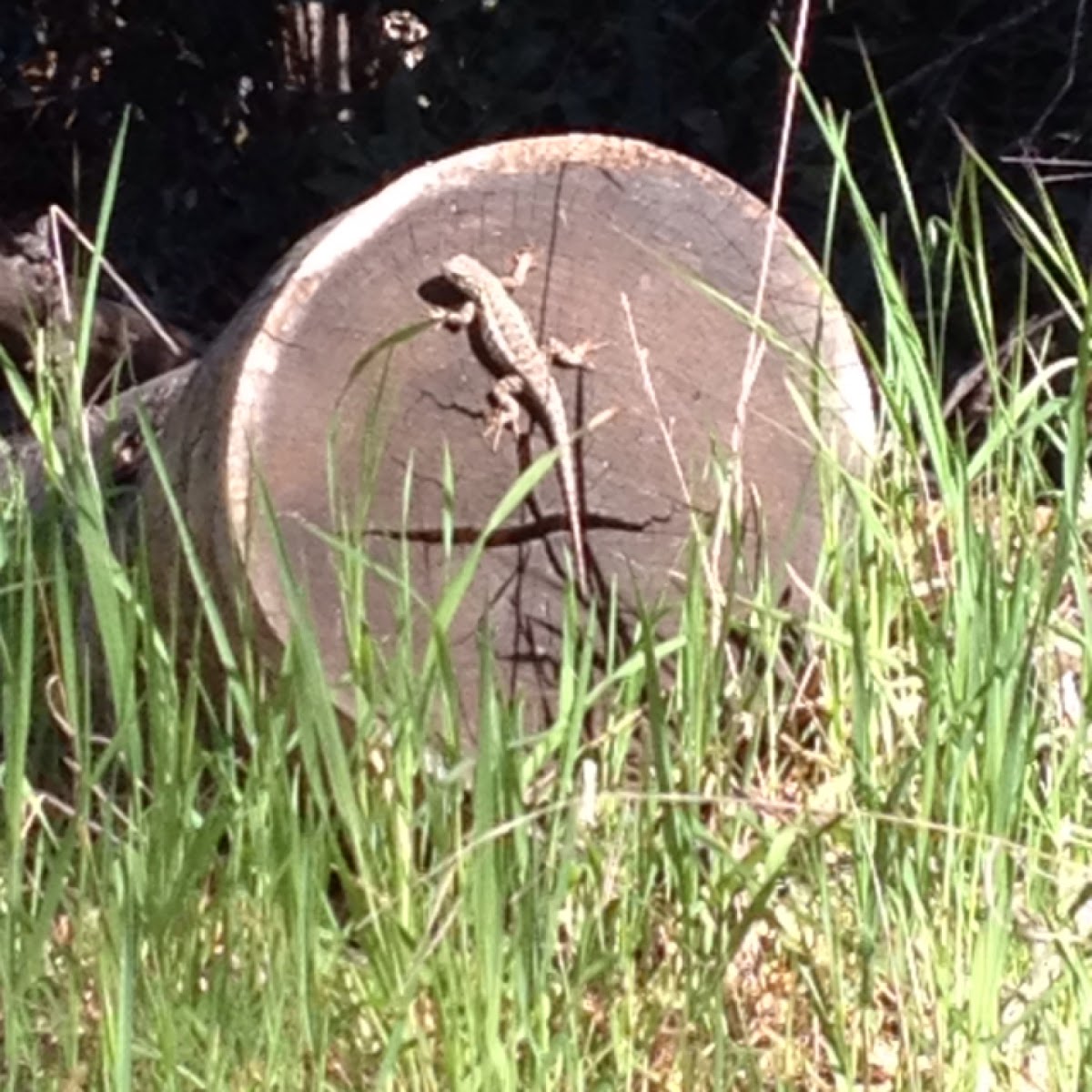 western fence lizard