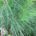Loblolly Pine