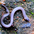 Gunther's narrow headed snake  attacked by ants