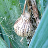 Wasp spider nest.