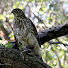 (Juvenile) Cooper's Hawk