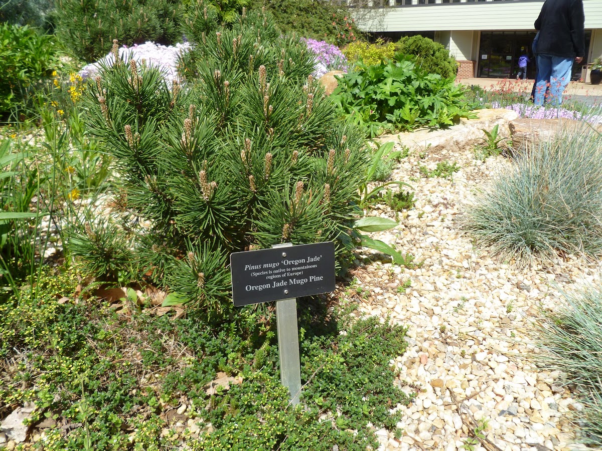 Oregon Jade Mugo Pine