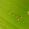 Plant Lice/Aphid