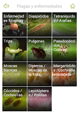 gipcitricos Ivia poster 3