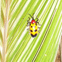 Unknown beetle