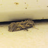 Tomato moth / Cotton leaf moth