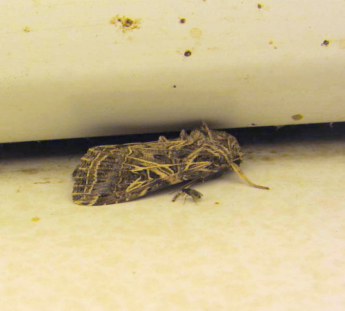 Tomato moth / Cotton leaf moth