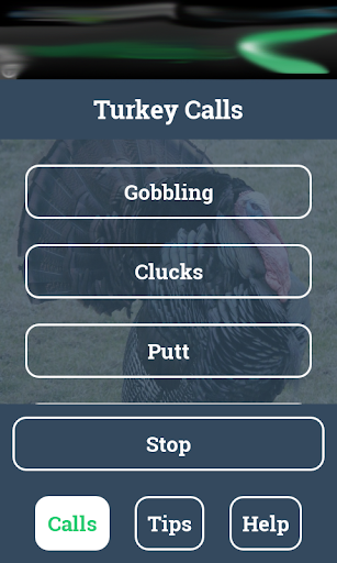 Turkey Calls