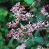 Hemp-agrimony