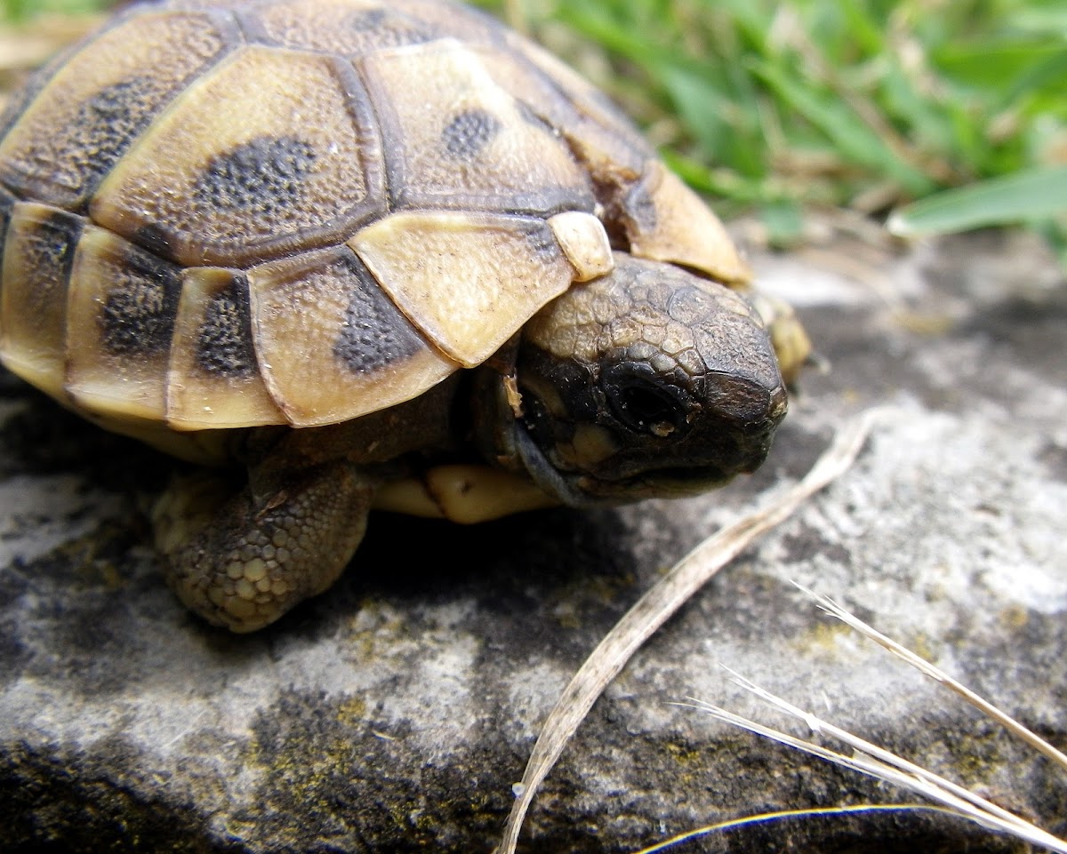 Eastern Hermann's tortoise