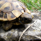 Eastern Hermann's tortoise