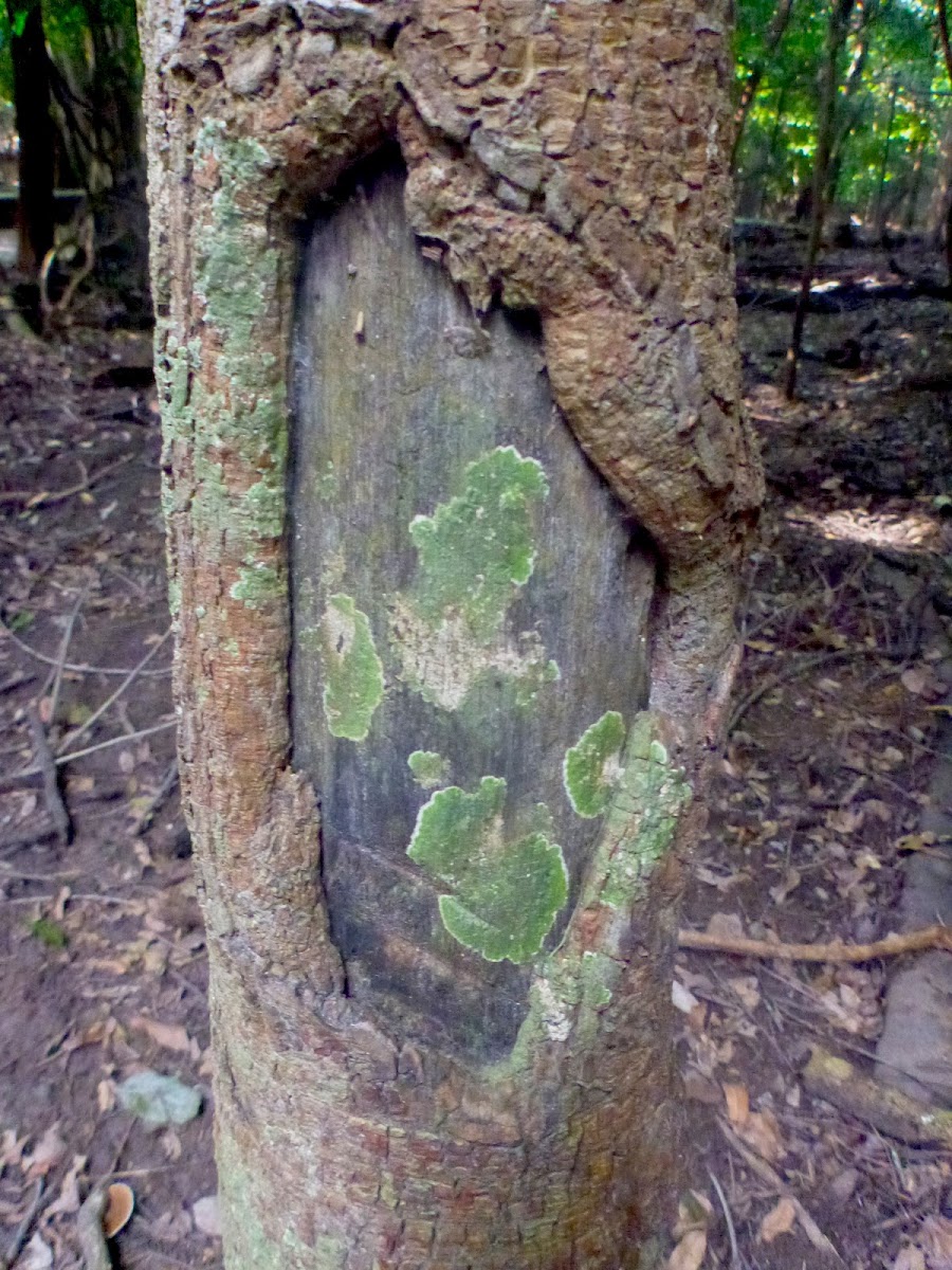 Green Lichen