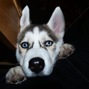 little husky by Bianca Oana - Animals - Dogs Puppies