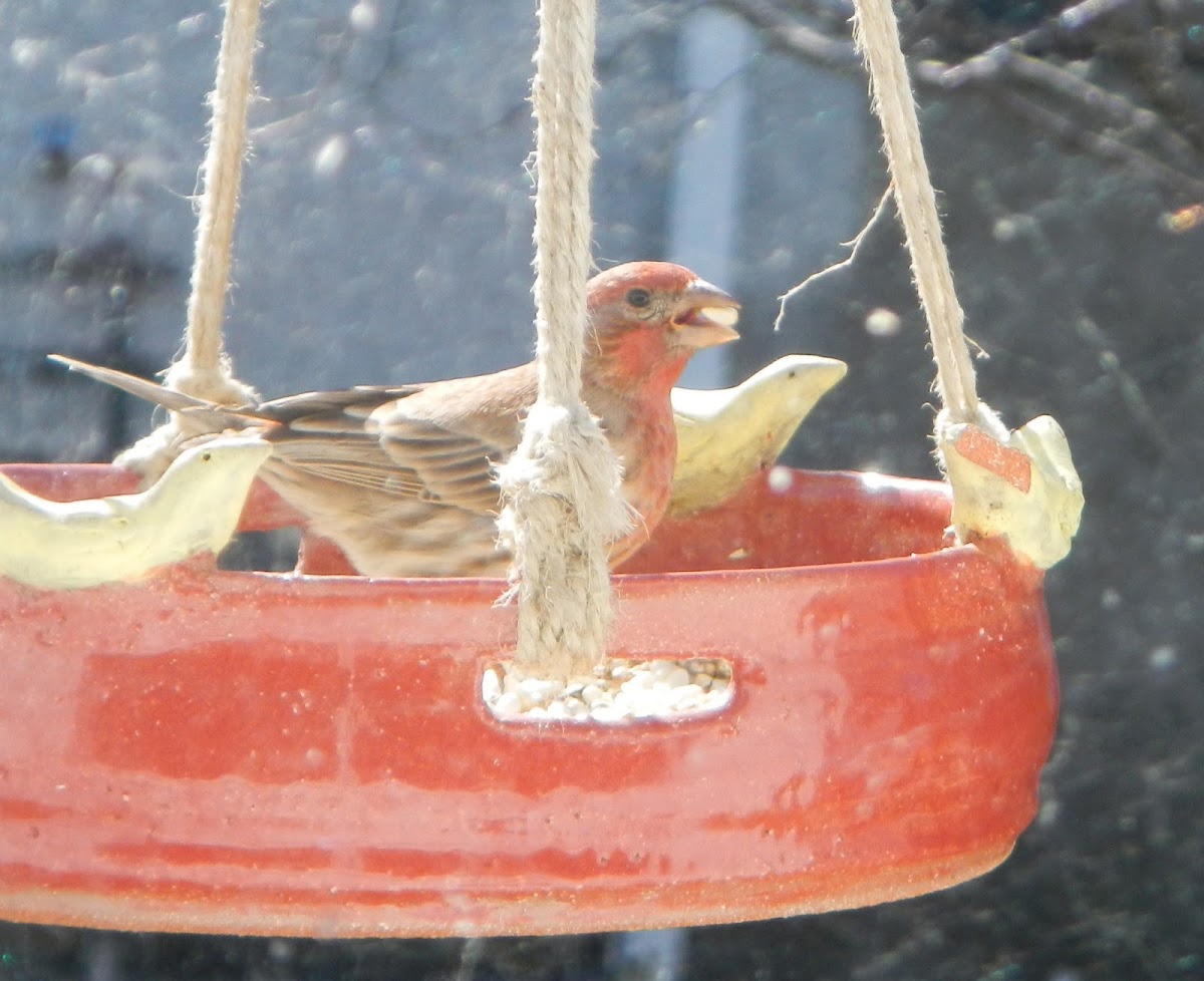 House Finch