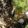 Hoffmann's Woodpecker