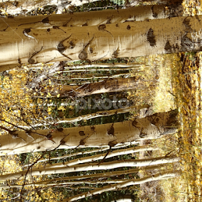 Ancient Aspens by Donald Henninger - Novices Only Landscapes